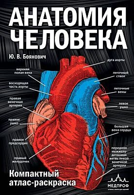 Анатомия человека: компактный атлас-раскраска (мягк.обл.)